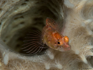 Starksia hassi Ringed Blenny 
Bonaire NA "Front Porch"
... by John Roach 